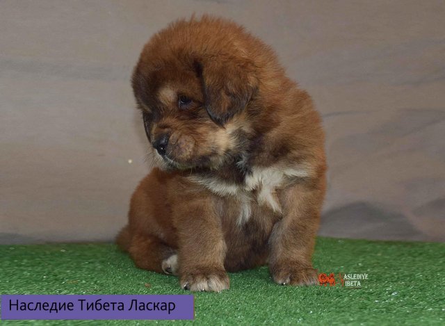 Щенки от пары Брайн х Ютера
